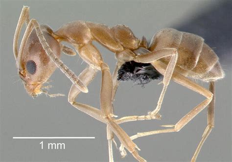 largest ant colony|How the World Became A Giant Ant Colony .